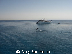 A dolphin came jumping past, splash... splash... splash. ... by Gary Beecheno 